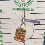 Jujuba - Čínska datľa (Ziziphus jujuba) ´SHANXI LI´ - výška 80-120 cm, kont. C4L (-20°C)
